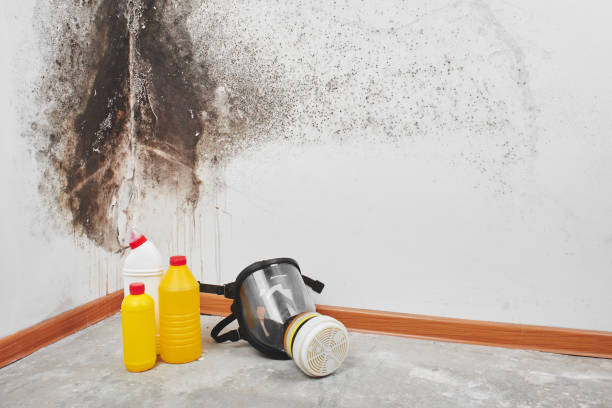 Best Mold Remediation  in Albers, IL