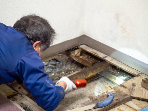 Certified Mold Removal in Albers, IL