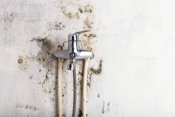 Best Mold Testing  in Albers, IL
