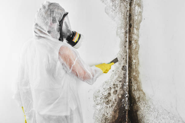 Best Black Mold Removal  in Albers, IL
