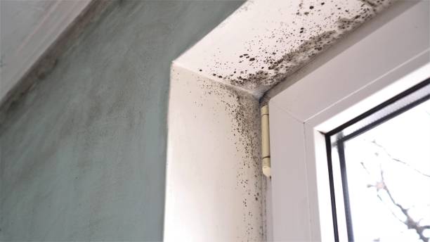 Best Mold Removal Specialists  in Albers, IL
