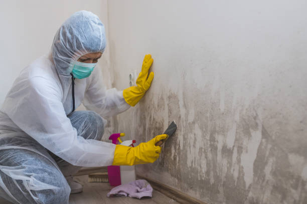 Best Certified Mold Removal  in Albers, IL