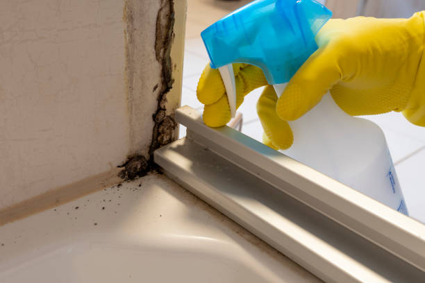 Best Affordable Mold Removal  in Albers, IL