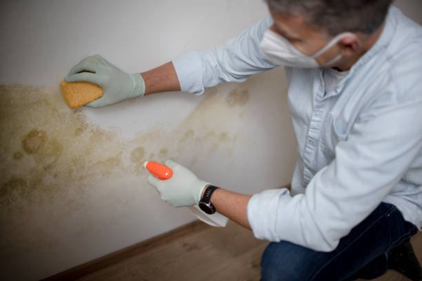 Best Mold Cleaning Services  in Albers, IL