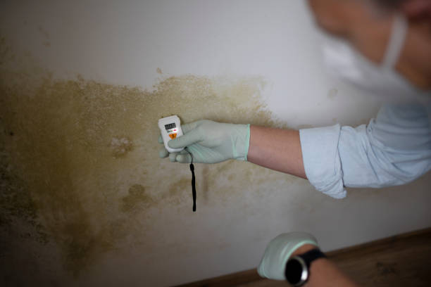 Best Residential Mold Removal  in Albers, IL