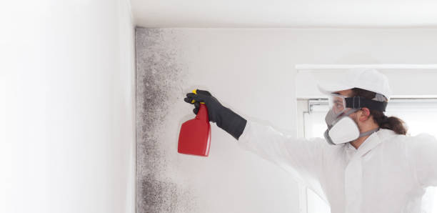 Best Best Mold Removal Companies  in Albers, IL