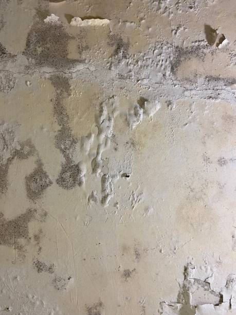 Office Mold Removal Services in Albers, IL