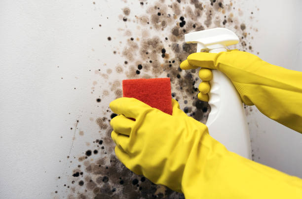 Best Commercial Mold Removal  in Albers, IL